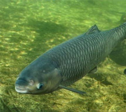 Amur bílý
