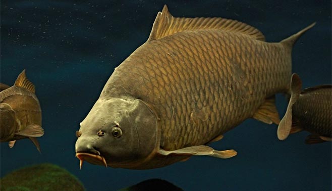 Kapr obecný